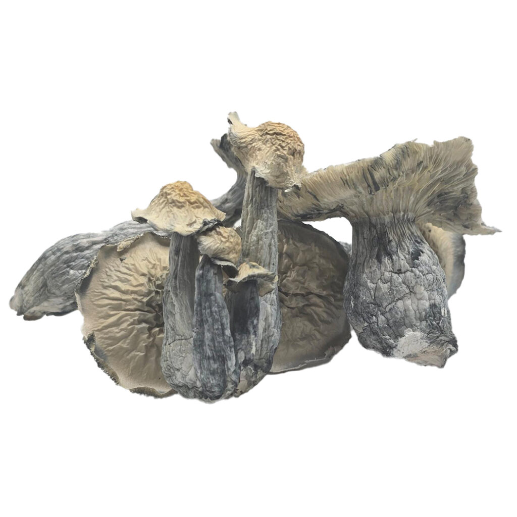 Albino-Lucid-Gate-Mushroom-1024x1024
